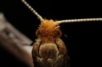 Nematopogon adansoniella