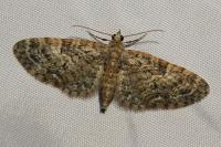 Eupithecia dodoneata