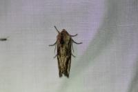 Egira conspicillaris