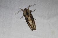 Egira conspicillaris