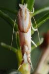 Phyllonorycter roboris