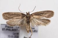 Depressaria daucella