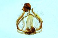 Furcula bicuspis