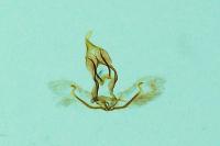 Cnephasia cupressivorana