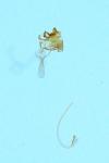 Cilix hispanica