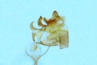 Cilix hispanica
