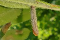 Coleophora hemerobiella