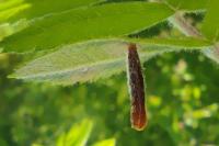 Coleophora hemerobiella
