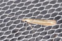 Coleophora albicosta