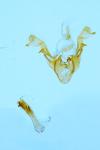 Oligia latruncula