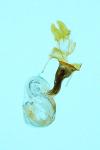 Oligia latruncula