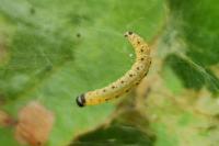 Yponomeuta malinella