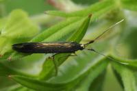 Coleophora
