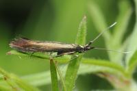 Coleophora