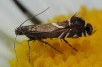 Glyphipterix simpliciella