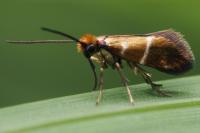 Micropterix aruncella