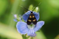 Cauchas fibulella