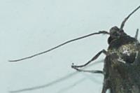 Blastobasis phycidella