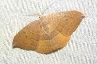 Watsonalla uncinula