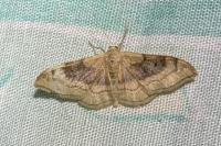 Idaea degeneraria