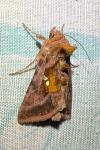 Autographa jota