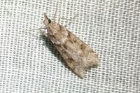 Eudonia angustea
