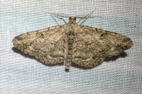 Peribatodes rhomboidaria