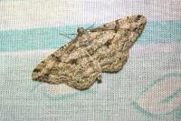 Peribatodes rhomboidaria