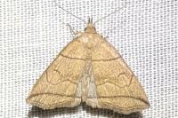 Herminia grisealis