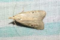 Aphomia sociella