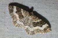 Epirrhoe alternata