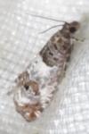 Notocelia trimaculana
