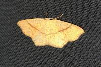Cyclophora punctaria