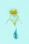 Cnephasia longana