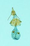Eucosma cana