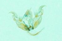 Stenoptilia