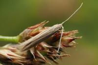 Coleophora otidipennella