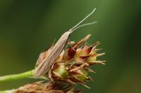 Coleophora otidipennella