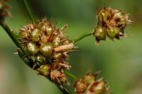Coleophora otidipennella