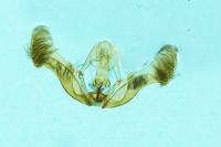 Eucosma cana