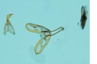 Eilema caniola