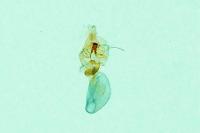 Aethes beatricella