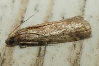 Ephestia