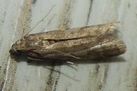 Ephestia