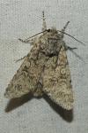 Acronicta megacephala