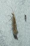 Plutella xylostella