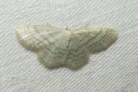 Idaea subsericeata
