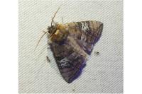 Tethea ocularis