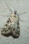 Elophila nymphaeata