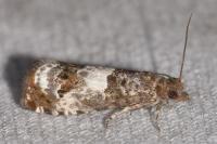 Notocelia trimaculana